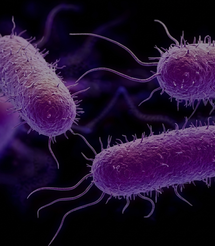 Lactospore® Bacillus coagulan 1 billion CFUS