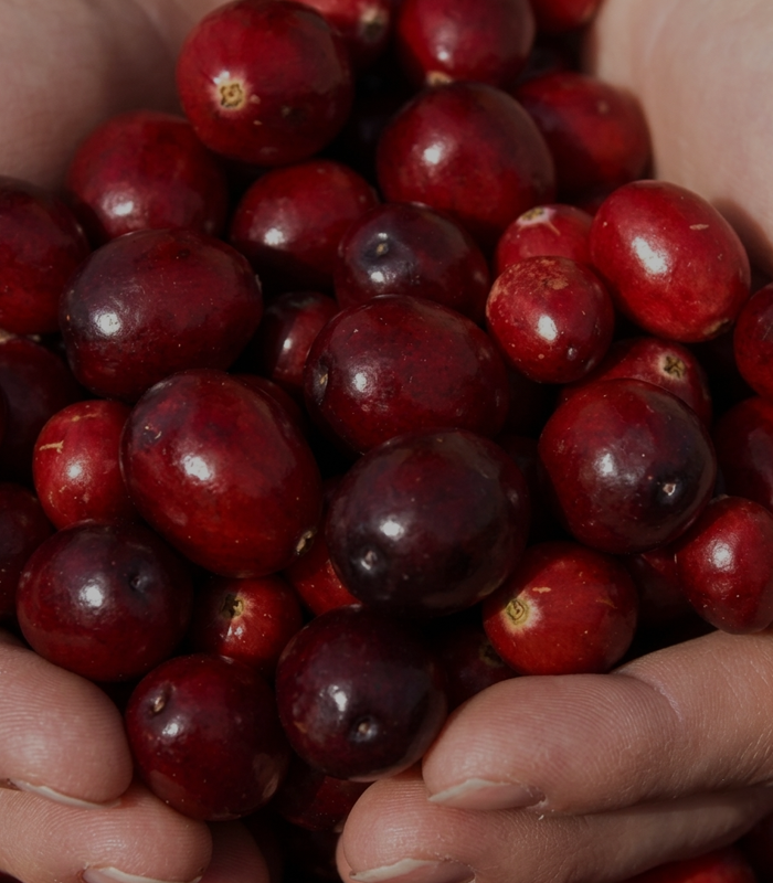 Pacran® Cranberry Extract